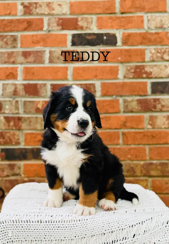 Teddy – Bernese Mountain Dog puppy for sale in Westminster, SC
