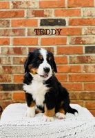 Teddy, a male Bernese Mountain Dog for sale in Westminster, SC – 3 of 3