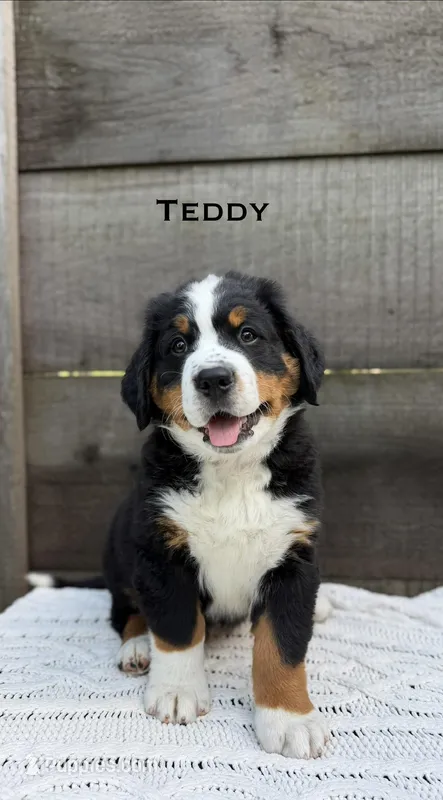 Teddy – Bernese Mountain Dog puppy for sale in Westminster, SC