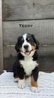 Teddy, a male Bernese Mountain Dog for sale in Westminster, SC – 2 of 3