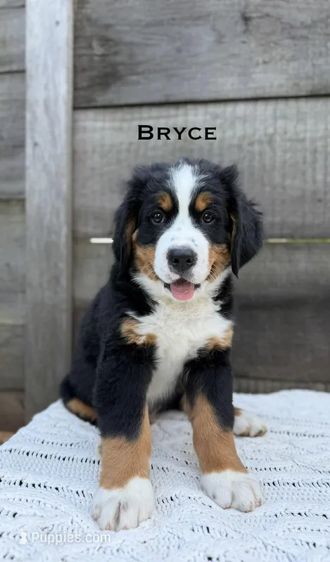 Bryce – Bernese Mountain Dog puppy for sale in Westminster, SC