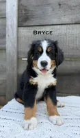 Bryce, a male Bernese Mountain Dog for sale in Westminster, SC – 2 of 3
