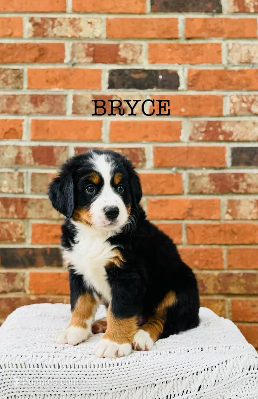 Bryce – Bernese Mountain Dog puppy for sale in Westminster, SC