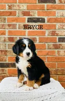 Bryce, a male Bernese Mountain Dog for sale in Westminster, SC – 3 of 3