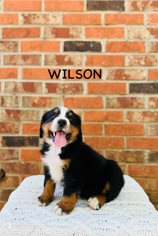 Wilson – Bernese Mountain Dog puppy for sale in Westminster, SC