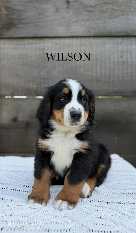 Wilson – Bernese Mountain Dog puppy for sale in Westminster, SC