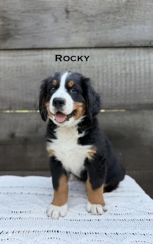 Rocky – Bernese Mountain Dog puppy for sale in Westminster, SC