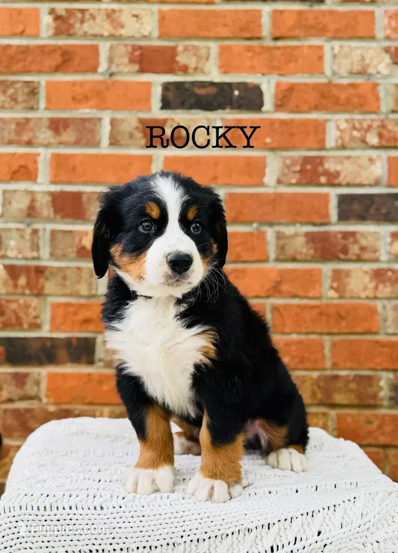 Rocky – Bernese Mountain Dog puppy for sale in Westminster, SC