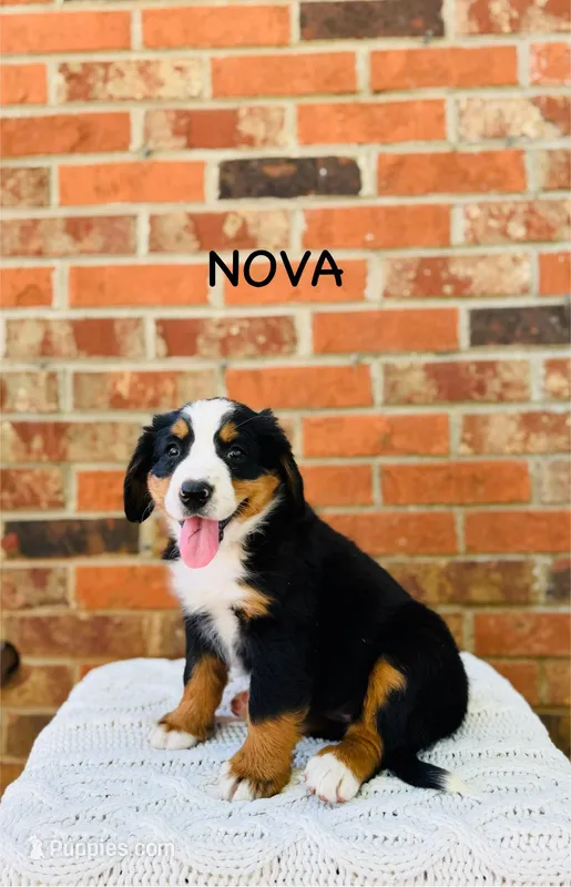 Nova – Bernese Mountain Dog puppy for sale in Westminster, SC