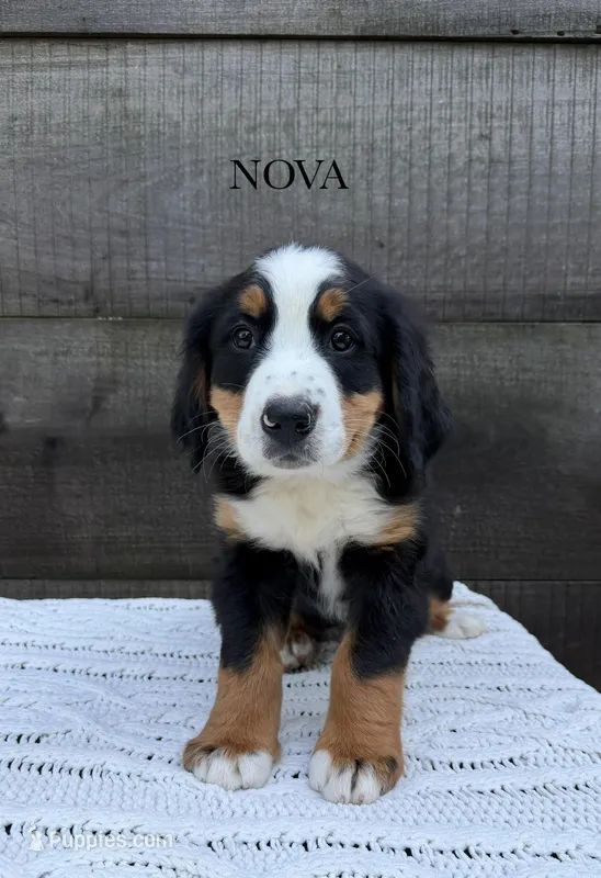 Nova – Bernese Mountain Dog puppy for sale in Westminster, SC