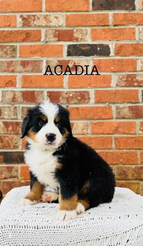 Acadia – Bernese Mountain Dog puppy for sale in Westminster, SC