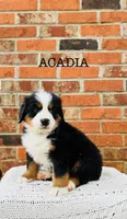 Acadia, a male Bernese Mountain Dog for sale in Westminster, SC – 3 of 3