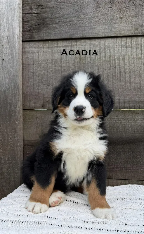 Acadia – Bernese Mountain Dog puppy for sale in Westminster, SC