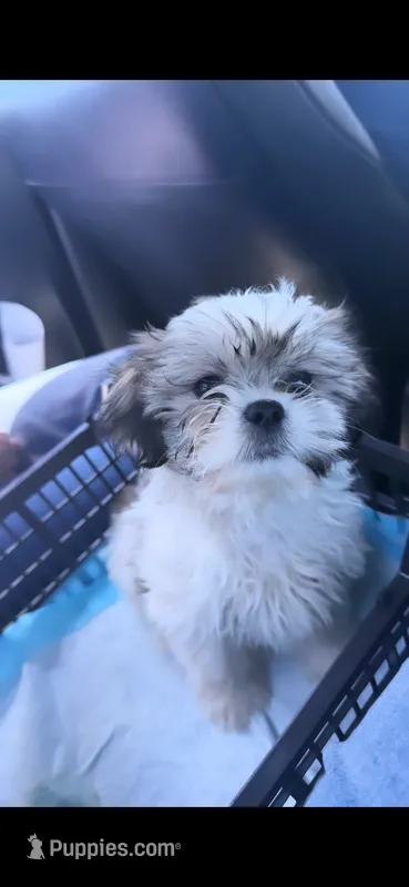 Bailey – Shih Tzu puppy for sale in Hyattsville, MD