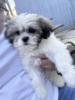 Bailey, a female Shih Tzu for sale in Hyattsville, MD – 3 of 6