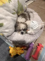 Bailey, a female Shih Tzu for sale in Hyattsville, MD – 4 of 6