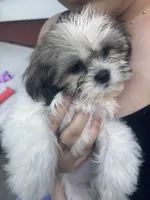 Bailey, a female Shih Tzu for sale in Hyattsville, MD – 5 of 6