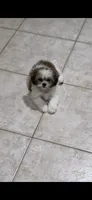 Bailey, a female Shih Tzu for sale in Hyattsville, MD – 6 of 6