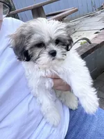Bailey, a female Shih Tzu for sale in Hyattsville, MD – 2 of 6