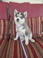 Violet, a female Pomsky for sale in Ames, IA – Photo 5 of 6