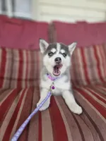 Violet, a female Pomsky for sale in Ames, IA – Photo 3 of 6