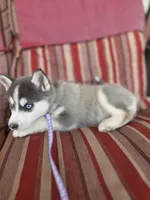 Violet, a female Pomsky for sale in Ames, IA – Photo 6 of 6