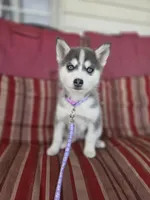 Violet, a female Pomsky for sale in Ames, IA – Photo 2 of 6
