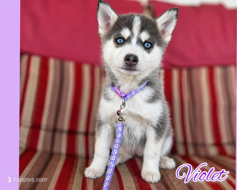 Violet – Pomsky puppy for sale in Ames, IA