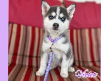 Violet, a female Pomsky for sale in Ames, IA – Photo 1 of 6