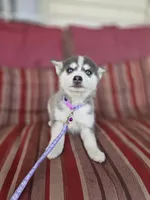 Violet, a female Pomsky for sale in Ames, IA – Photo 4 of 6
