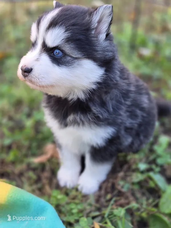 Lora – Pomsky puppy for sale in Ames, IA
