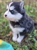 Lora, a female Pomsky for sale in Ames, IA – 1 of 8