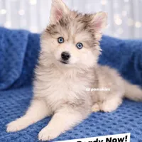 Ash, a male Pomsky for sale in Ames, IA – Photo 1 of 4