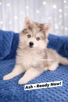 Ash, a male Pomsky for sale in Ames, IA – Photo 1 of 4