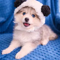 Ash, a male Pomsky for sale in Ames, IA – Photo 3 of 4