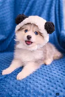 Ash, a male Pomsky for sale in Ames, IA – Photo 3 of 4