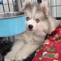 Ash, a male Pomsky for sale in Ames, IA – Photo 2 of 4