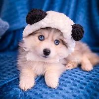 Ash, a male Pomsky for sale in Ames, IA – Photo 4 of 4