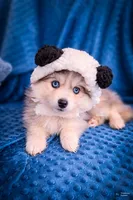 Ash, a male Pomsky for sale in Ames, IA – Photo 4 of 4