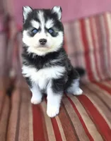 Lora, a female Pomsky for sale in Ames, IA – 4 of 8