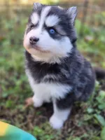 Lora, a female Pomsky for sale in Ames, IA – 6 of 8