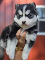 Lora, a female Pomsky for sale in Ames, IA – 3 of 8