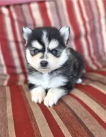 Murray, a female Pomsky for sale in Ames, IA – 1 of 3