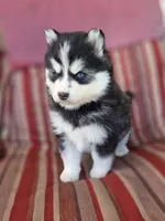 Lora, a female Pomsky for sale in Ames, IA – 8 of 8
