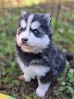Lora, a female Pomsky for sale in Ames, IA – 2 of 8