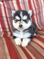 Murray, a female Pomsky for sale in Ames, IA – 3 of 3