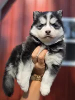 Lora, a female Pomsky for sale in Ames, IA – 7 of 8