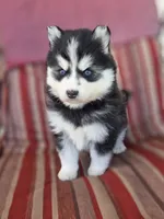 Lora, a female Pomsky for sale in Ames, IA – 5 of 8