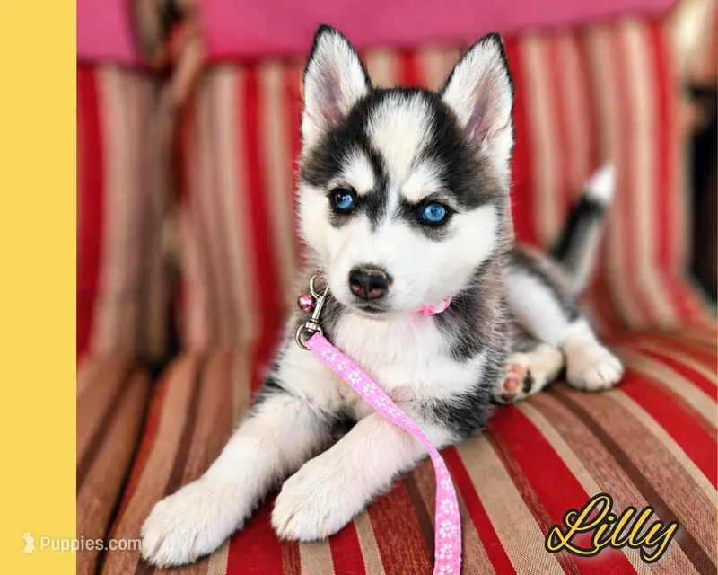 Lilly – Pomsky puppy for sale in Ames, IA