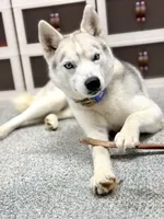 Tink, a female Siberian Husky for sale in Ames, IA – Photo 4 of 4